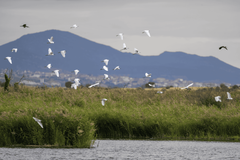 Las Tablas de Daimiel