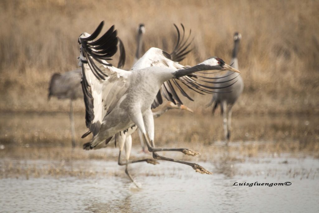 Grulla Común
