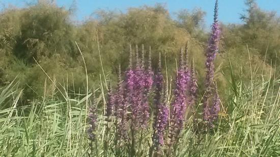 Salicaria